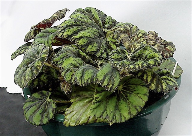 B. ‘Jedda’